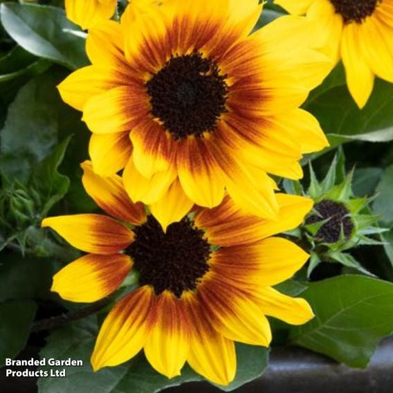 Sunflower SunBelievable&trade; 'Brown Eyed Girl'