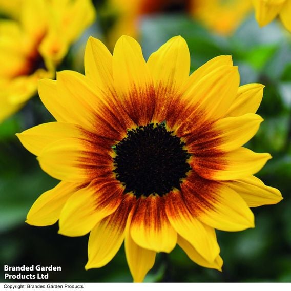 Sunflower SunBelievable&trade; 'Brown Eyed Girl'