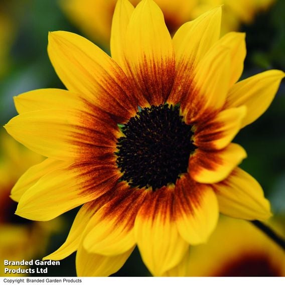 Sunflower SunBelievable&trade; 'Brown Eyed Girl'