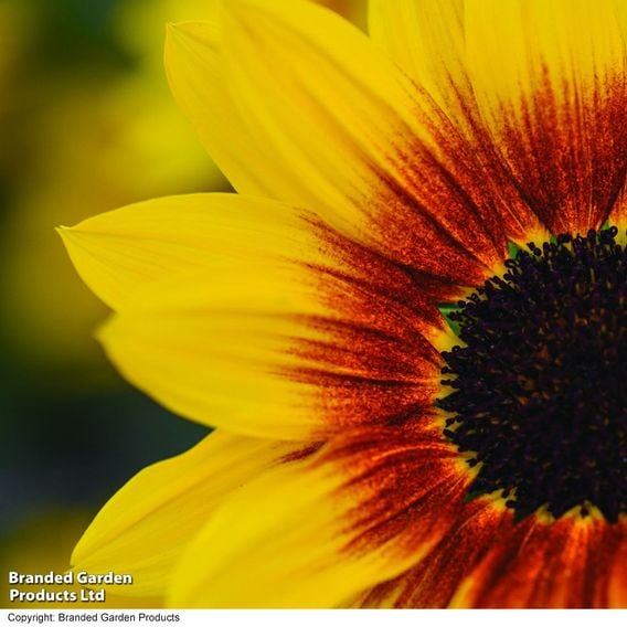Sunflower SunBelievable&trade; 'Brown Eyed Girl'
