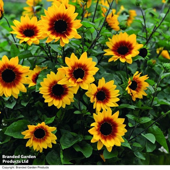 Sunflower SunBelievable&trade; 'Brown Eyed Girl'
