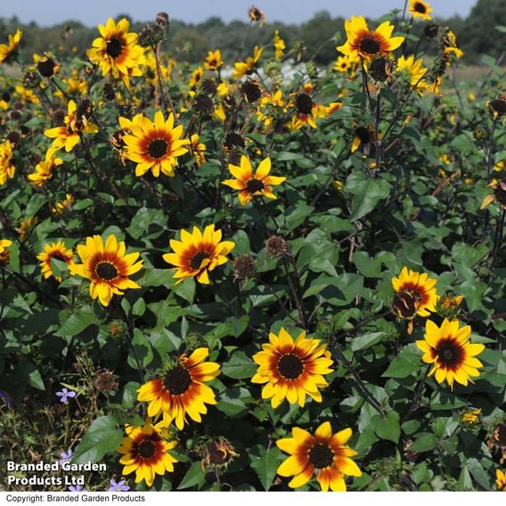 Sunflower SunBelievable&trade; 'Brown Eyed Girl'