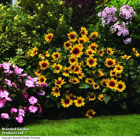 Sunflower SunBelievable&trade; 'Brown Eyed Girl'
