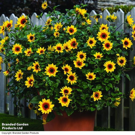 Sunflower SunBelievable&trade; 'Brown Eyed Girl'