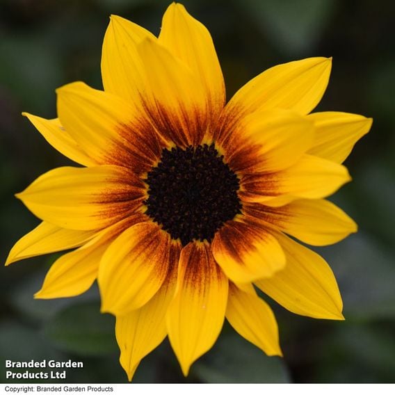 Sunflower SunBelievable&trade; 'Brown Eyed Girl'
