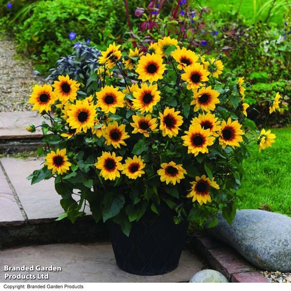 Sunflower SunBelievable&trade; 'Brown Eyed Girl'