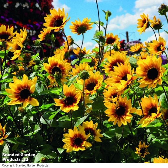 Sunflower SunBelievable&trade; 'Brown Eyed Girl'