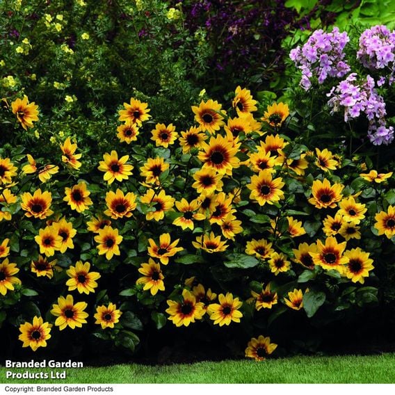 Sunflower SunBelievable&trade; 'Brown Eyed Girl'