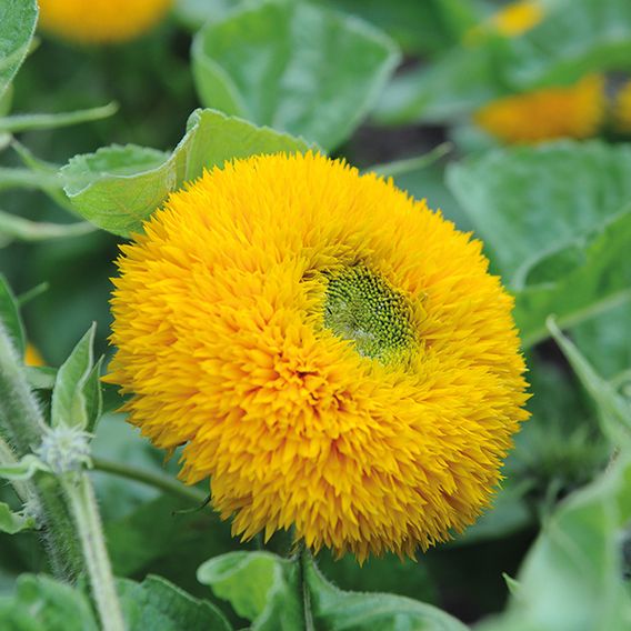Sunflower 'Teddy Bear' - Seeds