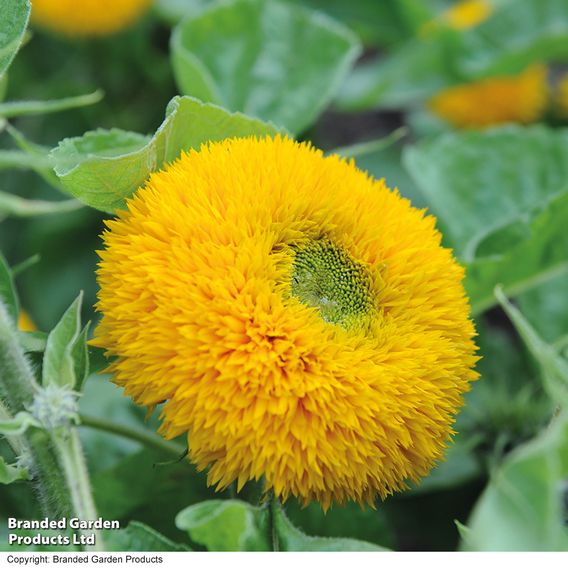 Sunflower 'Teddy Bear' - Seeds