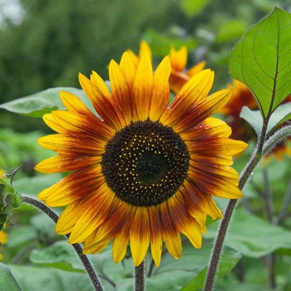 Sunflower 'Zephyr' - Seeds