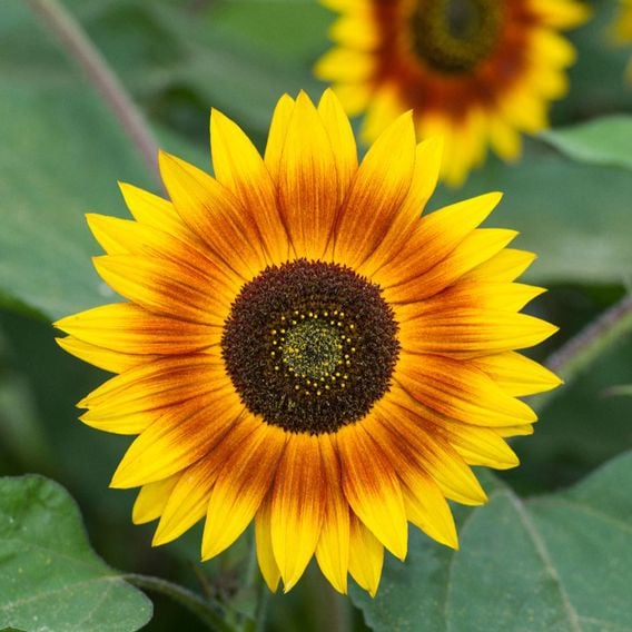 Sunflower 'Zephyr' - Seeds