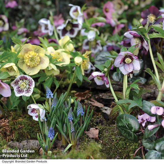 Hellebore 'Breeder's Mix'