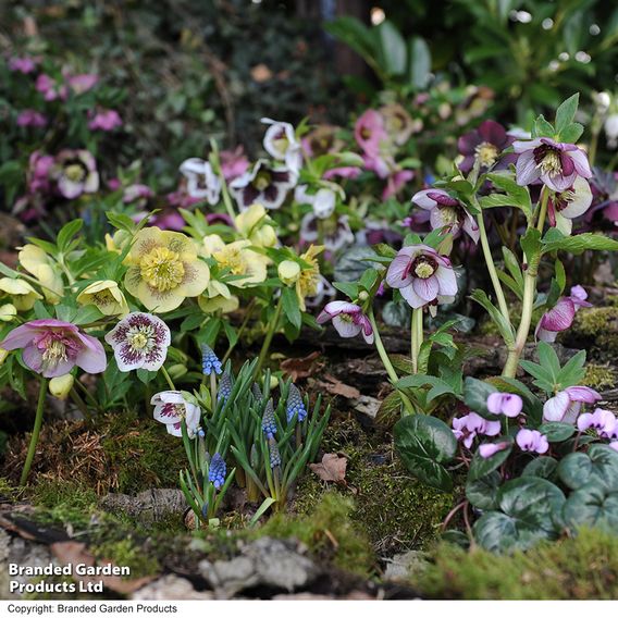 Hellebore 'Breeder's Mix'