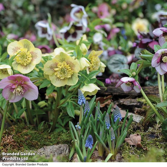 Hellebore 'Breeder's Mix'