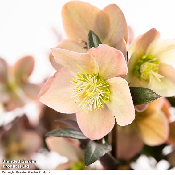Hellebore Pre-planted Basket