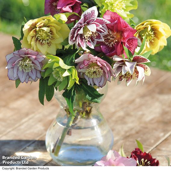 Hellebore 'Breeder's Mix'