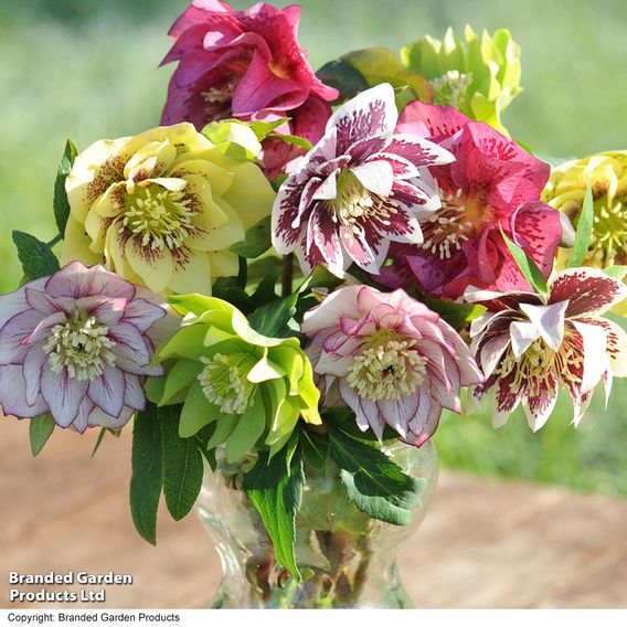 Hellebore 'Breeder's Mix'