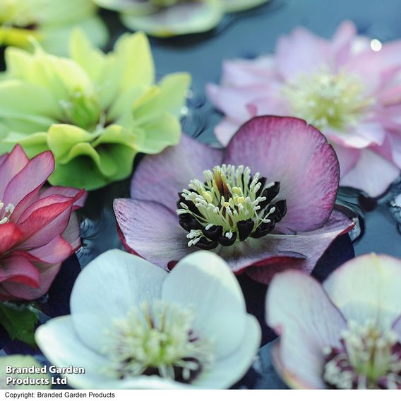 Hellebore 'Breeder's Mix'