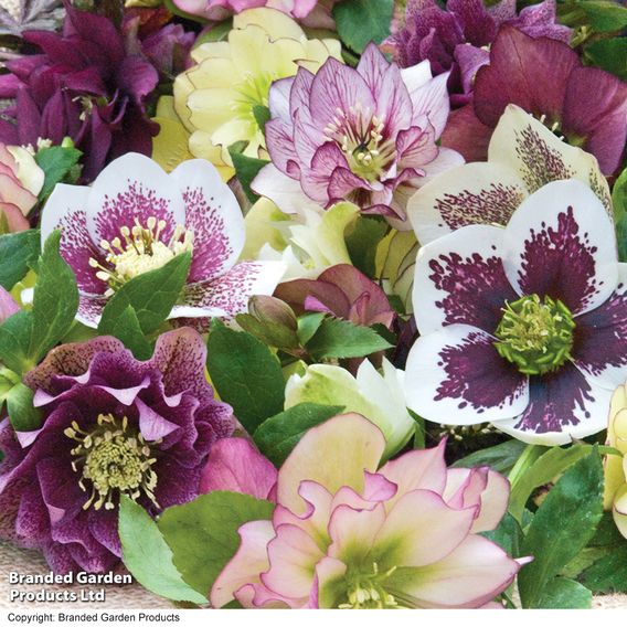 Hellebore 'Breeder's Mix'