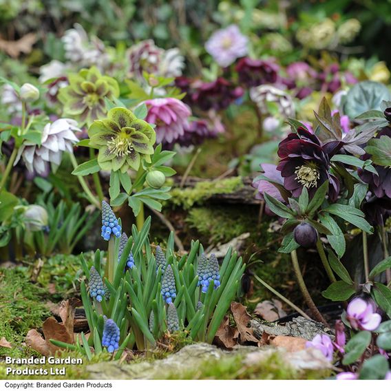 Hellebore 'Double Mixed'