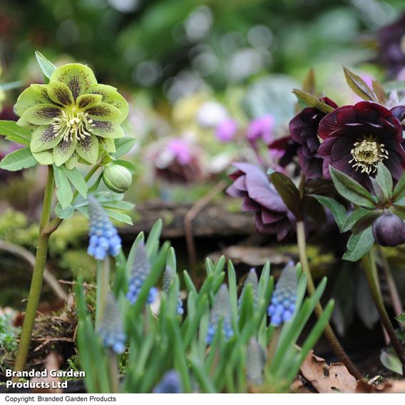 Hellebore 'Double Mixed'