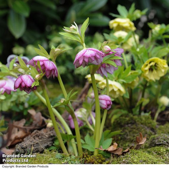 Hellebore 'Double Mixed'