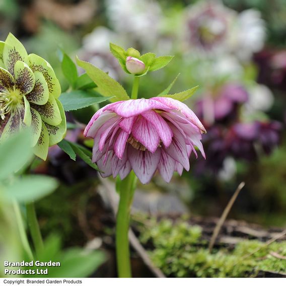 Hellebore 'Double Mixed'