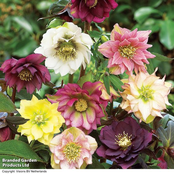 Hellebore 'Double Mixed'