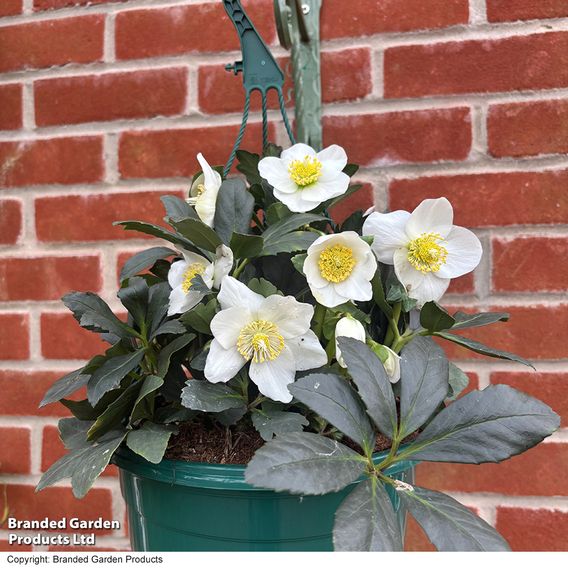 Hellebore Pre-planted Basket
