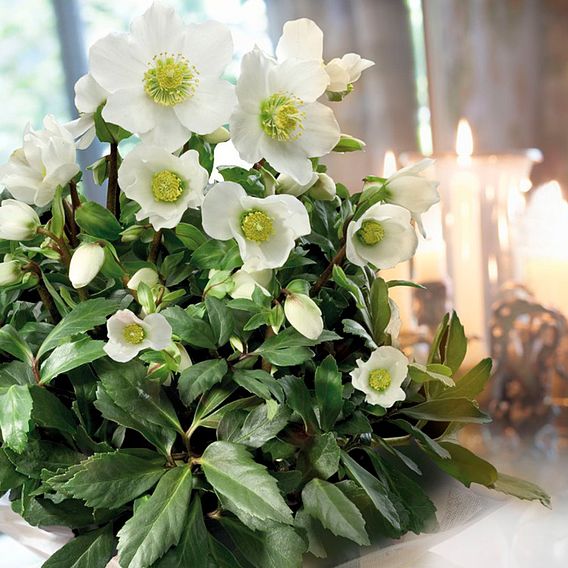 Hellebore Niger