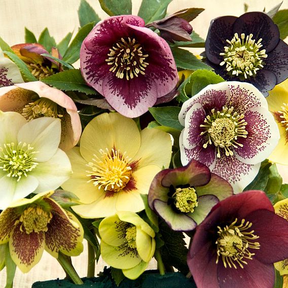 Hellebore x hybridus 'Mixed'