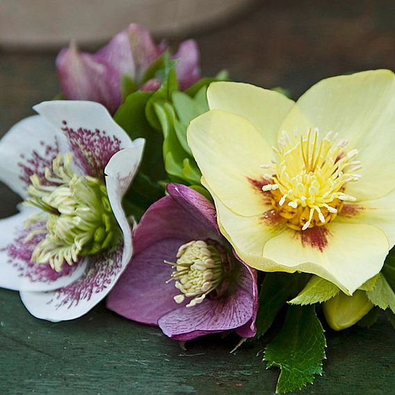 Hellebore x hybridus 'Mixed'