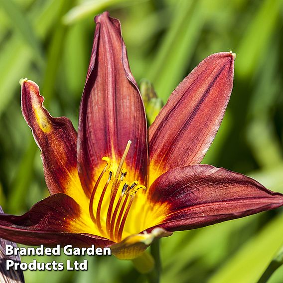 Hemerocallis 'Longfield's Black Magic'