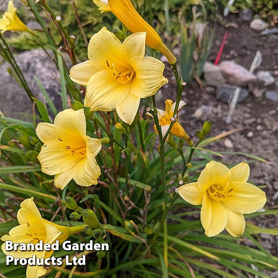 Hemerocallis 'Mini Stella'