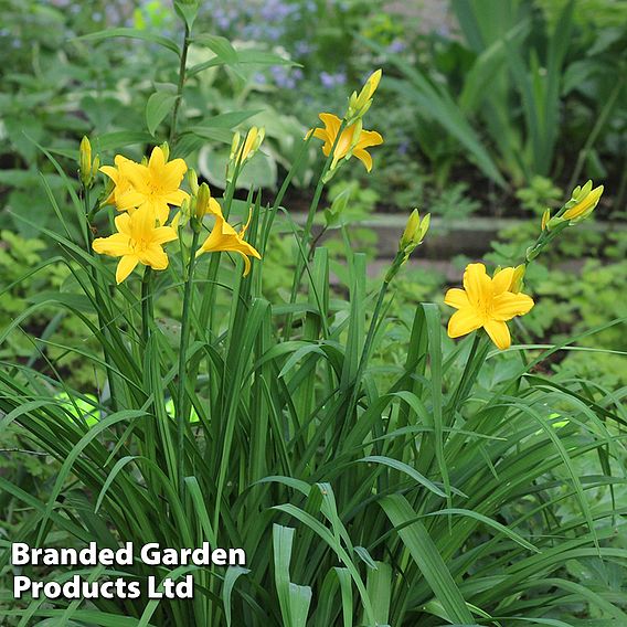 Hemerocallis 'Mini Stella'