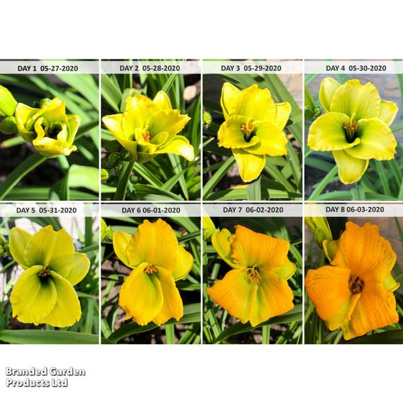 Hemerocallis 'See You Tomorrow'