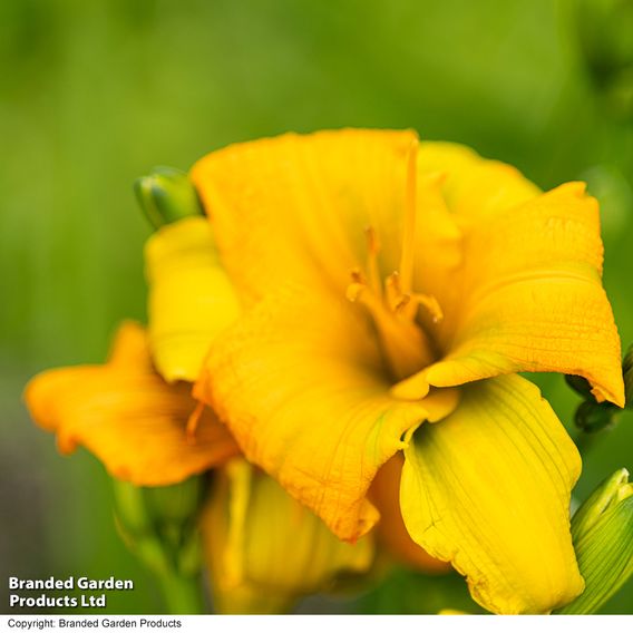 Hemerocallis 'See You Tomorrow'