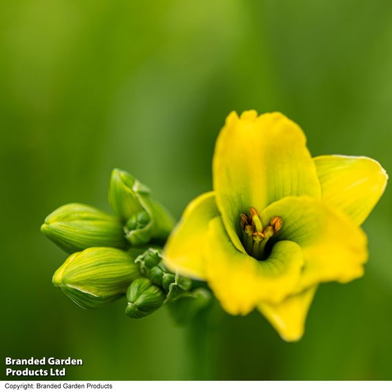 Hemerocallis 'See You Tomorrow'