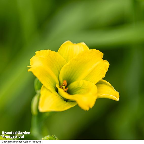 Hemerocallis 'See You Tomorrow'