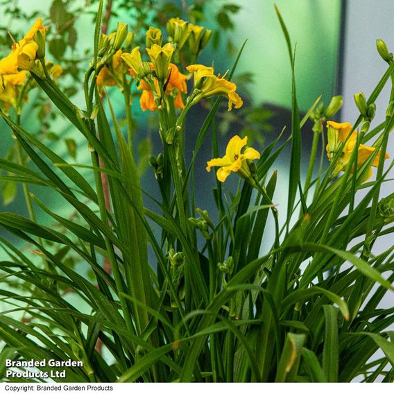 Hemerocallis 'See You Tomorrow'