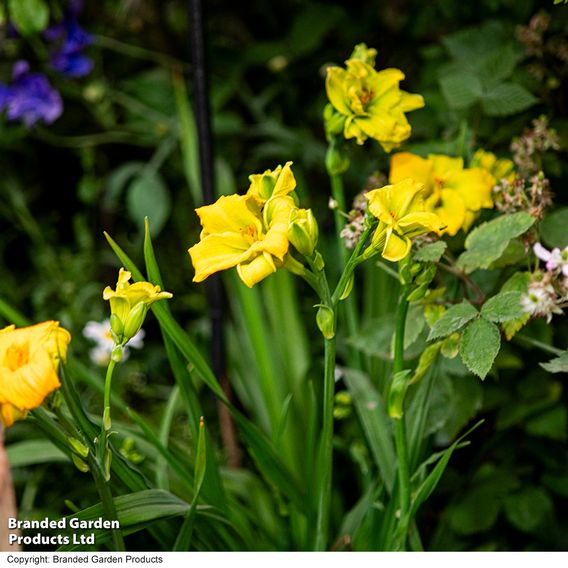 Hemerocallis 'See You Tomorrow'