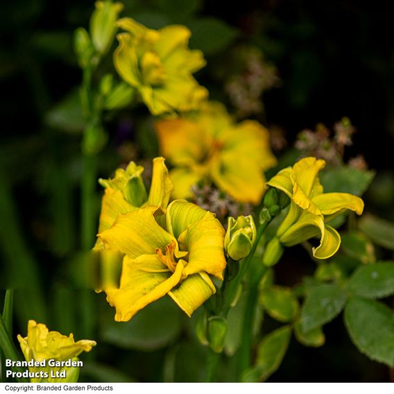 Hemerocallis 'See You Tomorrow'