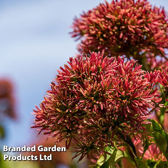 Heptacodium Miconioides