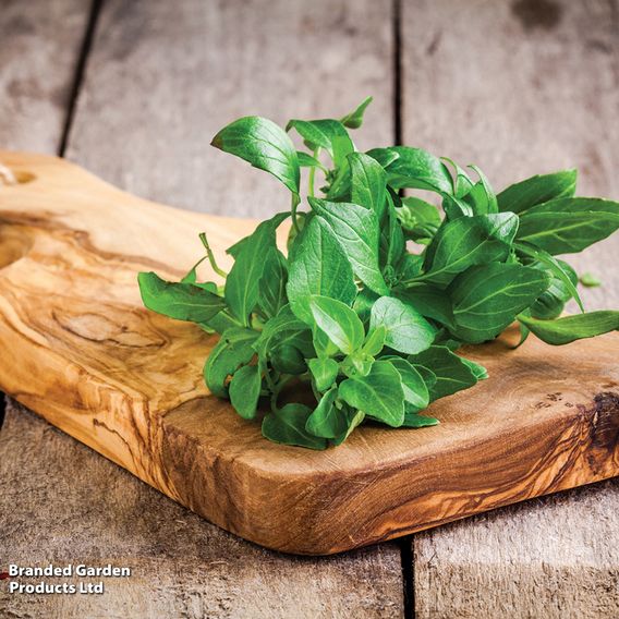 Basil 'Classico' - Organic Seeds