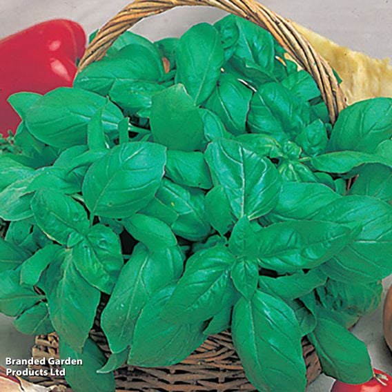 Basil 'Classico' - Organic Herb Seeds