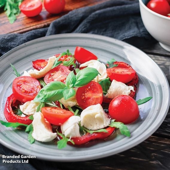 Basil 'Classico' - Organic Herb Seeds