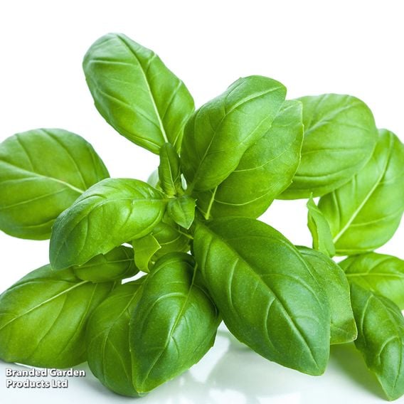 Basil 'Classico' - Organic Herb Seeds