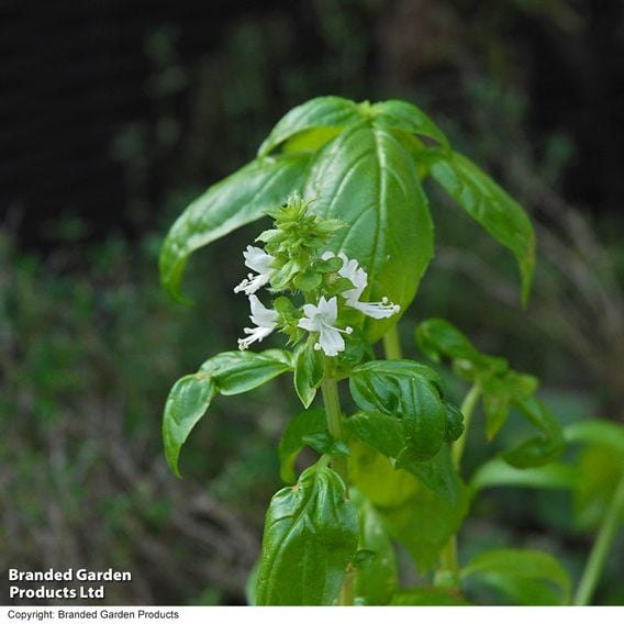 Basil