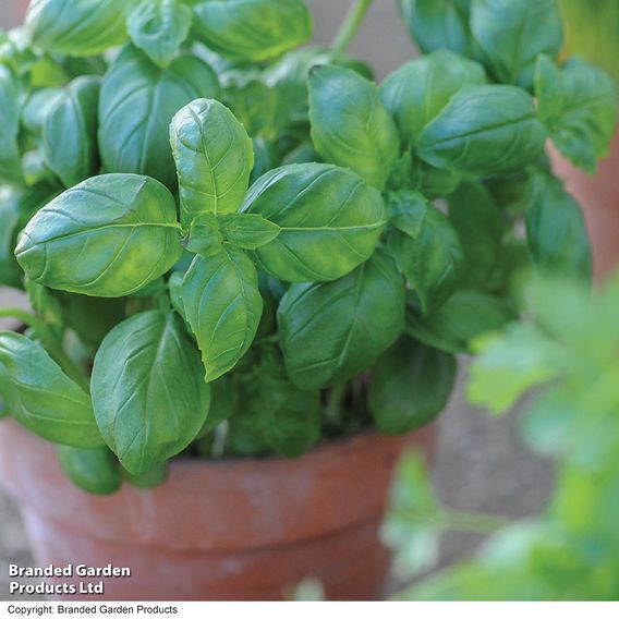 Basil 'Sweet' - Herb Seeds